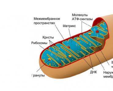 Органоиды клетки и их функции
